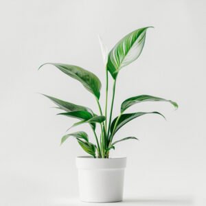 Home product 03
